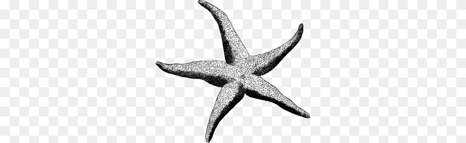 Starfish Clipart Vintage, Animal, Sea Life, Invertebrate, Fish Png