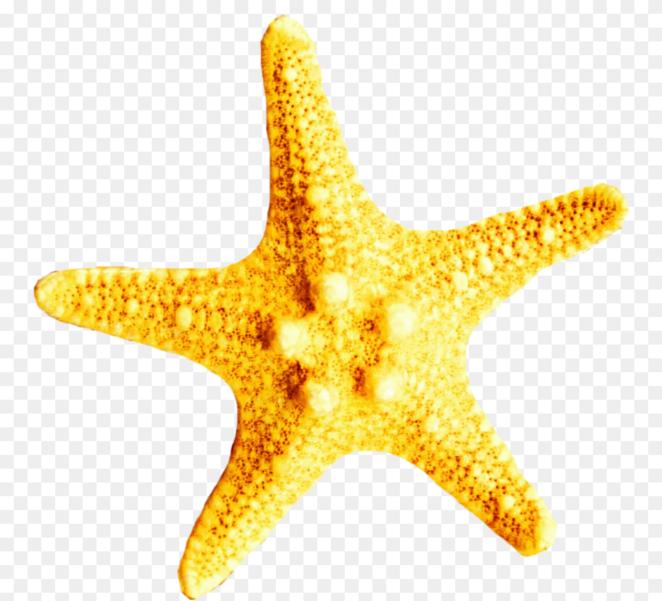 Starfish Clipart Yellow Starfish Yellow Animal, Sea Life, Invertebrate Free Transparent Png