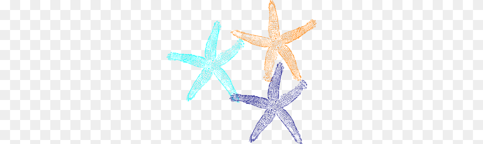 Starfish Cliparts Vector, Animal, Invertebrate, Sea Life, Person Png Image