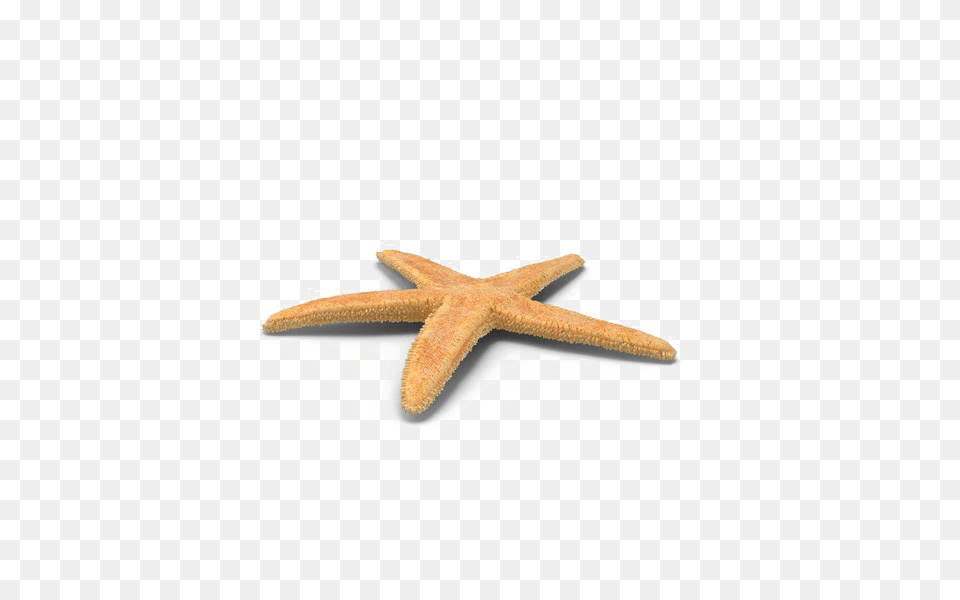 Starfish Download Arts, Animal, Sea Life, Invertebrate, Insect Png