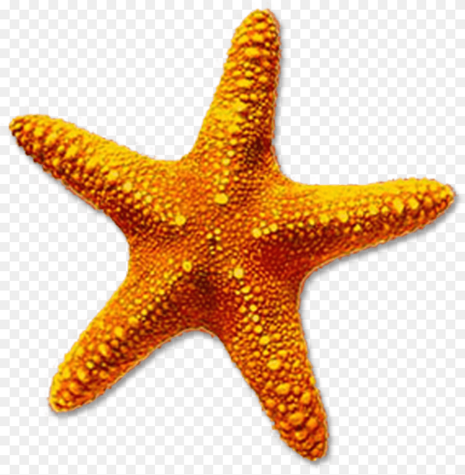 Starfish Download On Mbtskoudsalg Starfish, Animal, Sea Life, Invertebrate Free Png