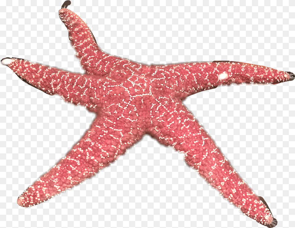 Starfish Download Starfish, Animal, Invertebrate, Sea Life, Blade Png Image