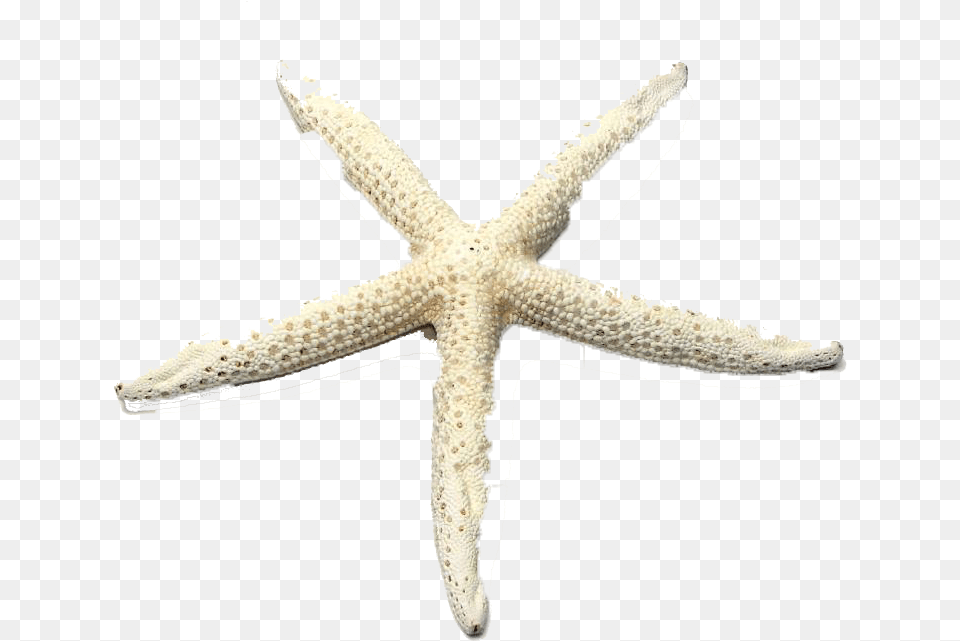 Starfish Download Starfish, Animal, Sea Life, Invertebrate, Insect Free Transparent Png