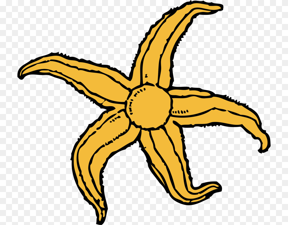 Starfish Drawing Computer Icons, Banana, Food, Fruit, Plant Free Transparent Png