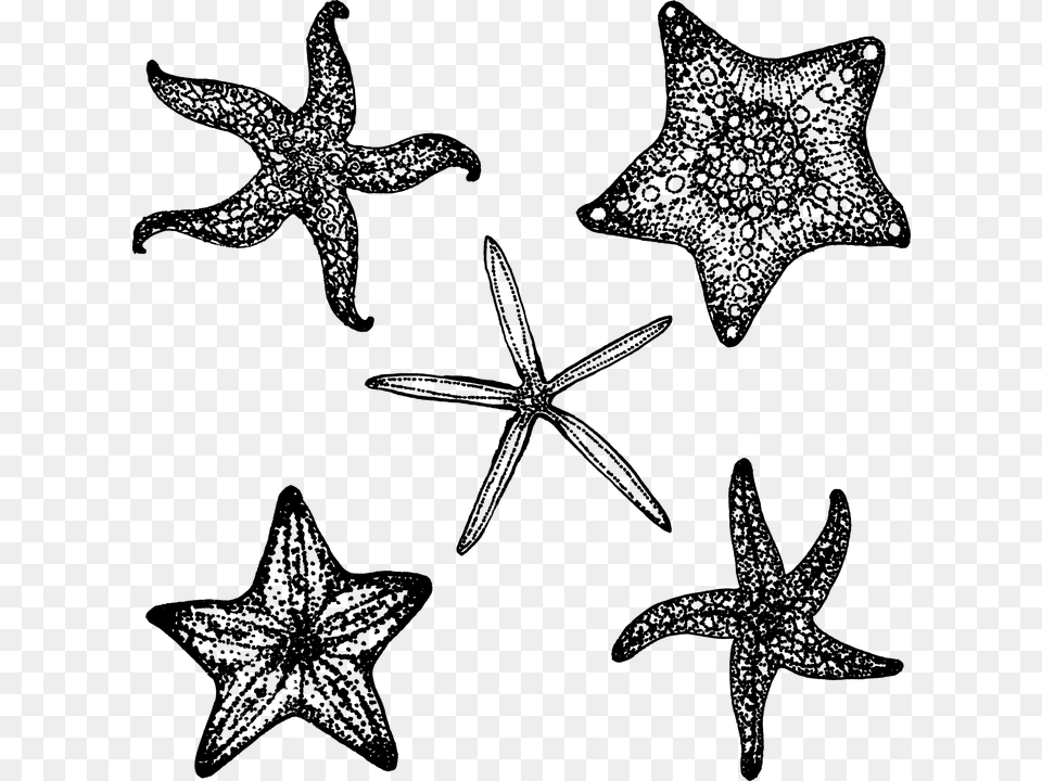Starfish Fish Star Ocean Sea Black Simple Summer Estrella De Mar En Negro, Gray Free Transparent Png