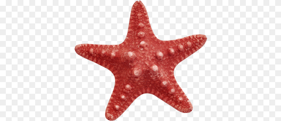 Starfish Free Content Clip Art Star Fish Clip Art, Animal, Sea Life, Invertebrate Png Image