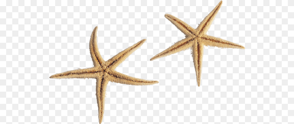 Starfish Hd Vector 1 7376 Images Background Sea Star, Animal, Sea Life, Invertebrate, Insect Free Transparent Png