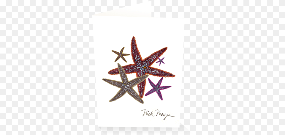 Starfish Ii Starfish, Animal, Sea Life, Invertebrate, Cross Free Png