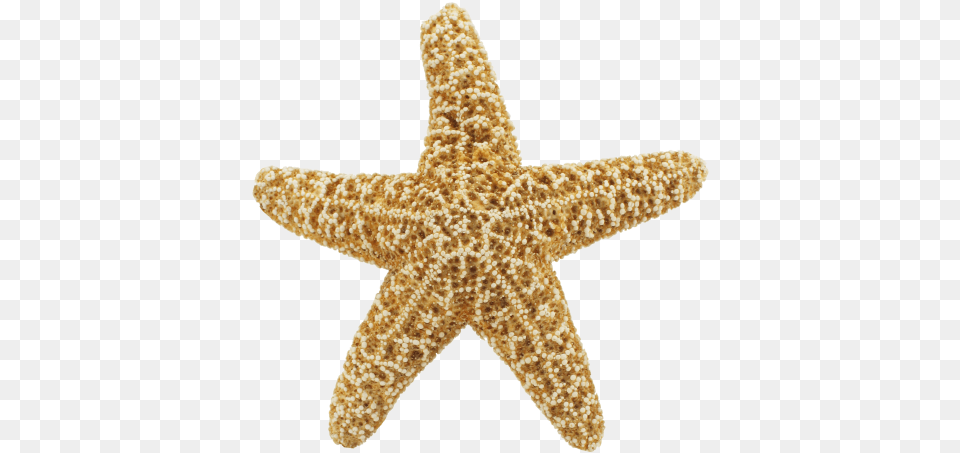 Starfish Star Fish Hd, Animal, Sea Life, Invertebrate, Dinosaur Png Image
