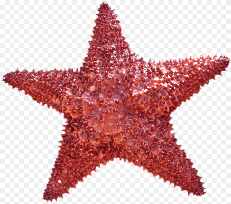 Starfish Image Starfish, Animal, Sea Life, Invertebrate, Fish Free Transparent Png