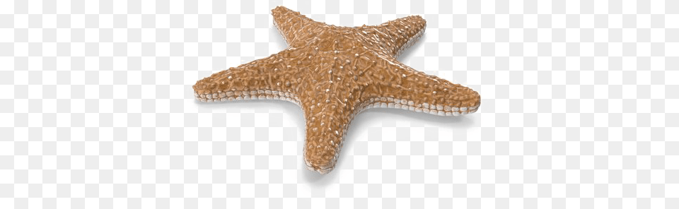 Starfish Image With Background Starfish, Animal, Invertebrate, Sea Life, Reptile Png