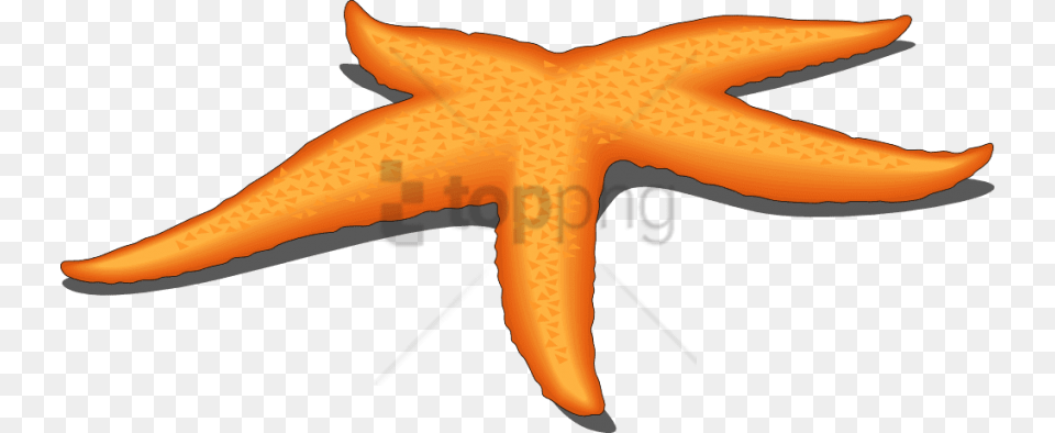 Starfish Image With Transparent Background Transparent Starfish Clipart, Animal, Invertebrate, Sea Life, Fish Free Png