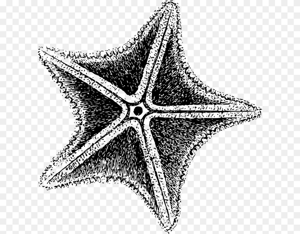 Starfish Invertebrate Sea Echinoderm Computer Icons Black And White Star Fish, Gray Png