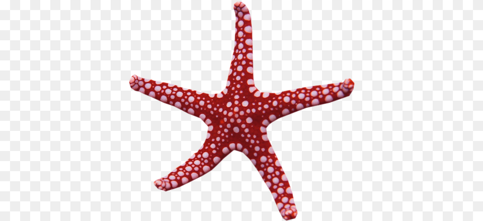 Starfish My Name Is Rapunzel Adobe Photoshop Waking Rainbow Star Magic Wand, Animal, Sea Life, Invertebrate, Fish Free Transparent Png