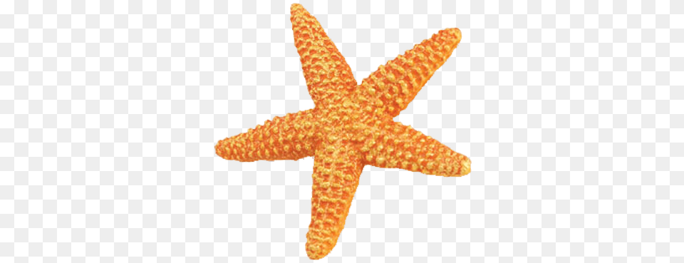Starfish Orange Starfish With No Background, Animal, Invertebrate, Sea Life Free Transparent Png