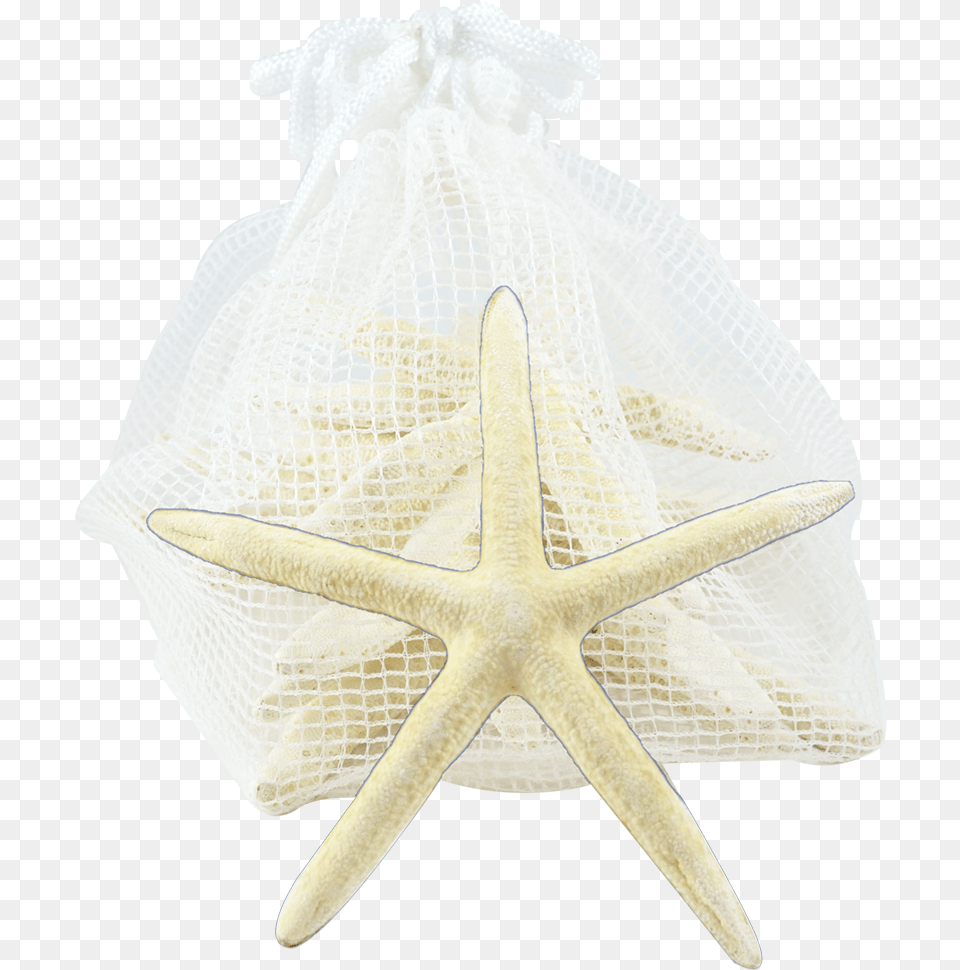 Starfish Pack 10 White Finger Starfish, Animal, Sea Life, Bird Free Png Download