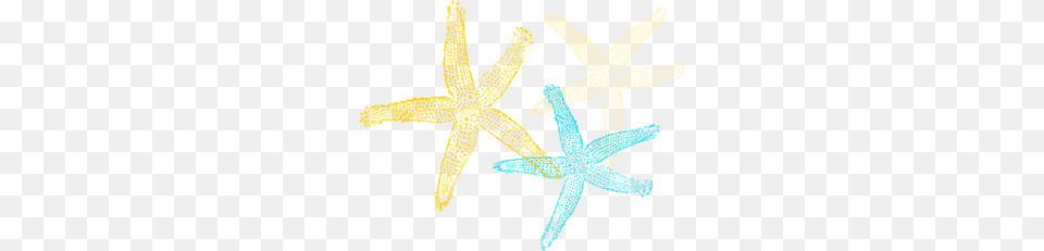 Starfish Prints Clip Art, Animal, Invertebrate, Sea Life, Person Png