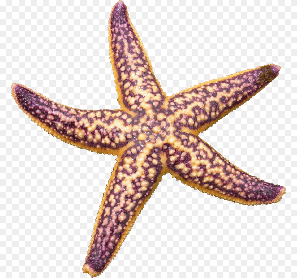 Starfish Purple, Animal, Sea Life, Invertebrate, Lizard Free Png