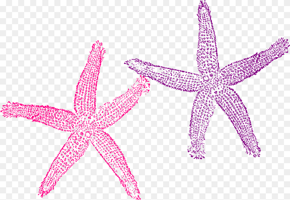 Starfish Purple Pink Sea Tropical Beach Creature Starfish Clipart Blue, Animal, Sea Life, Invertebrate Png Image