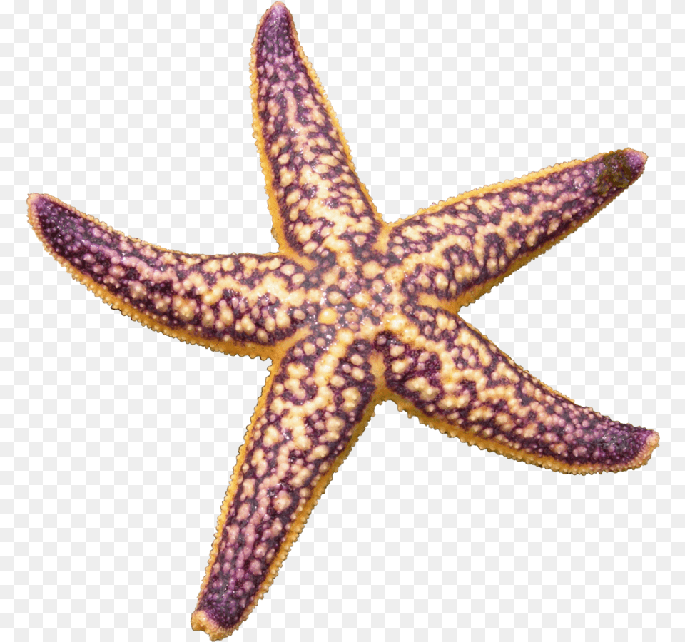 Starfish Purple Transparent Northern Pacific Sea Star, Animal, Sea Life, Invertebrate, Lizard Png Image