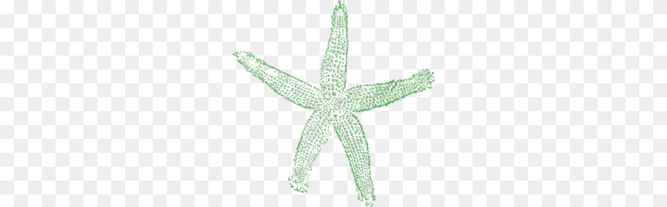 Starfish Sage, Green, Animal, Sea Life, Invertebrate Png Image