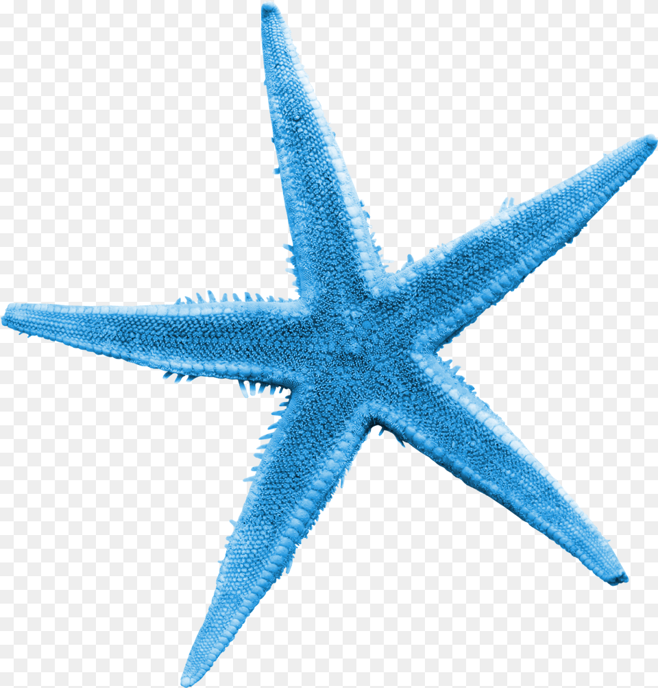 Starfish Sea Clip Art Blue Starfish, Animal, Sea Life, Invertebrate, Fish Png