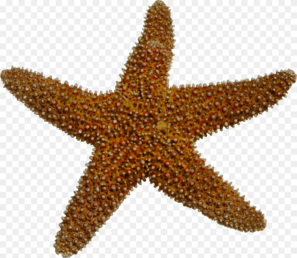 Starfish Sea Clip Art Starfish Clipart, Animal, Sea Life, Invertebrate, Fish Free Png Download