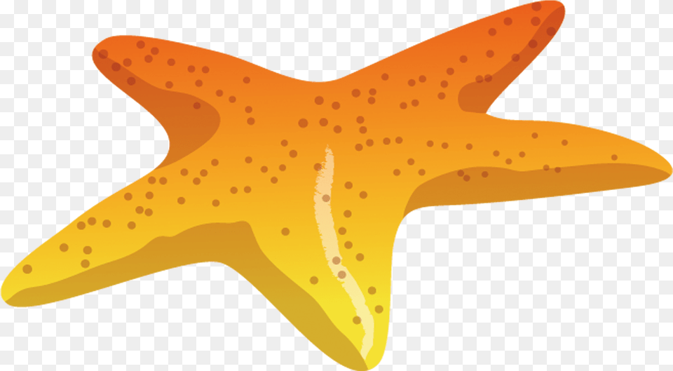 Starfish Sea Deniz Yildizi, Animal, Sea Life, Invertebrate, Fish Png Image