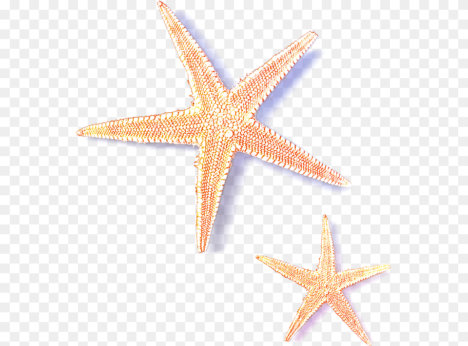 Starfish Sea Stars Animal, Sea Life, Invertebrate, Bird Free Transparent Png