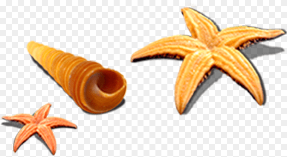Starfish Seashell Sea Snail Seafood Concha, Animal, Sea Life, Invertebrate Png
