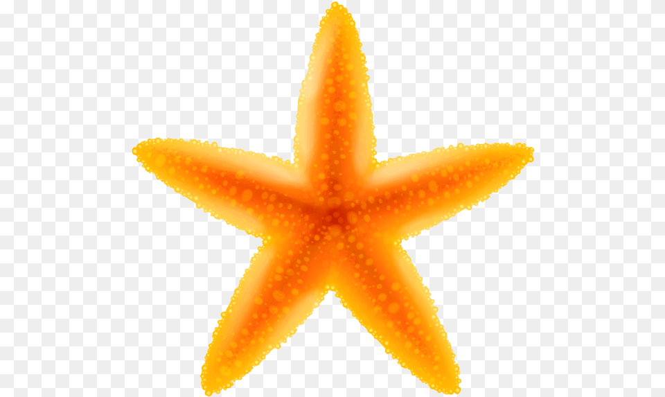 Starfish Starfish Clipart Transparent, Animal, Sea Life, Invertebrate, Fish Free Png