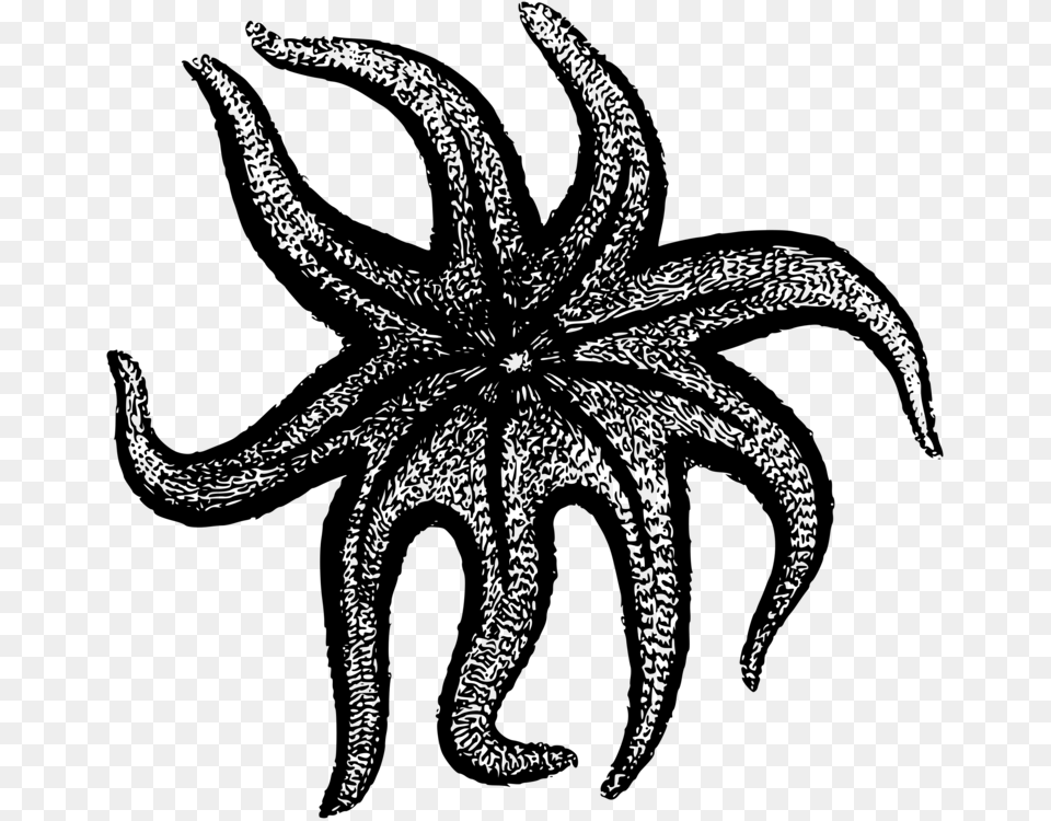 Starfish Sunflower Sea Star Computer Icons Drawing, Gray Png