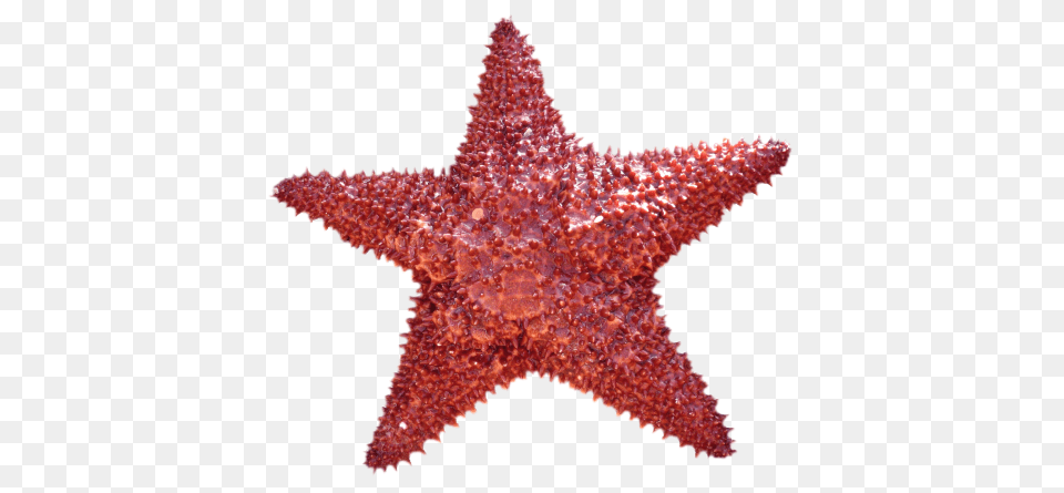 Starfish Transparent, Animal, Sea Life, Invertebrate Png