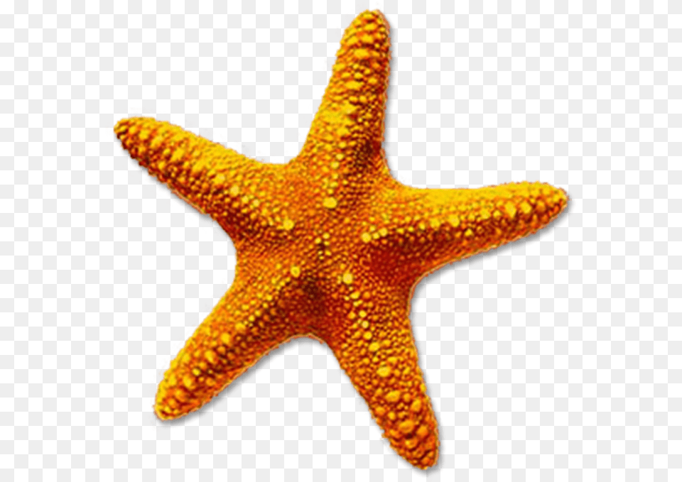 Starfish Transparent Background, Animal, Invertebrate, Sea Life Free Png Download