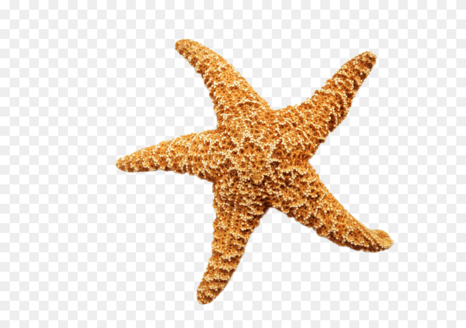 Starfish Transparent Background Transparent Background Starfish, Animal, Sea Life, Invertebrate Free Png