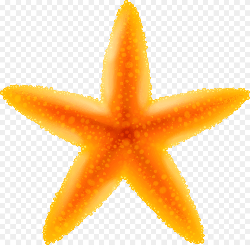 Starfish Transparent Png Image
