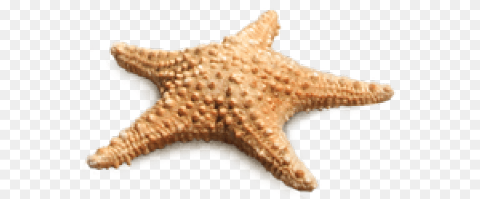 Starfish Transparent Images Real Star Fish, Animal, Invertebrate, Sea Life Free Png Download