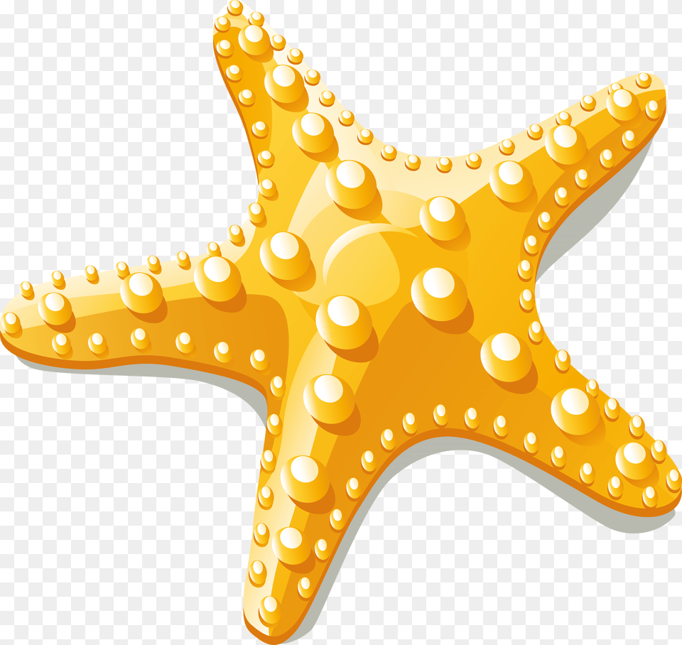 Starfish Vector, Animal, Sea Life, Invertebrate, Fish Png Image