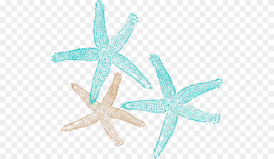 Starfish Vector Starfish Clipart, Animal, Invertebrate, Sea Life, Fish Png Image