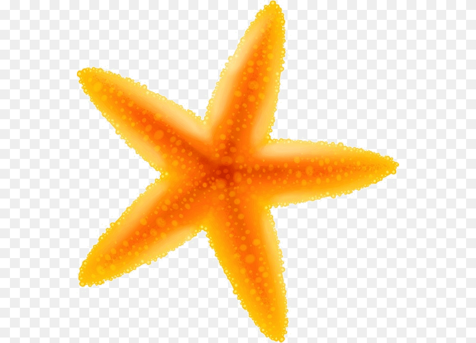 Starfish Yellow Clipart Starfish, Animal, Sea Life, Invertebrate Free Transparent Png