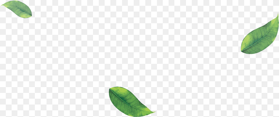 Starfruit, Leaf, Plant, Tree, Flower Png