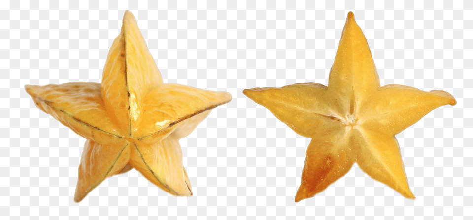 Starfruit On Its Side, Symbol, Star Symbol, Animal, Sea Life Png