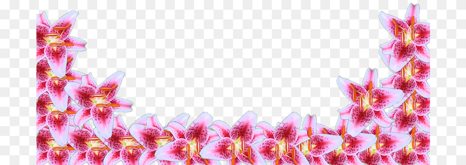 Stargazer Flower, Petal, Plant, Flower Arrangement Png Image