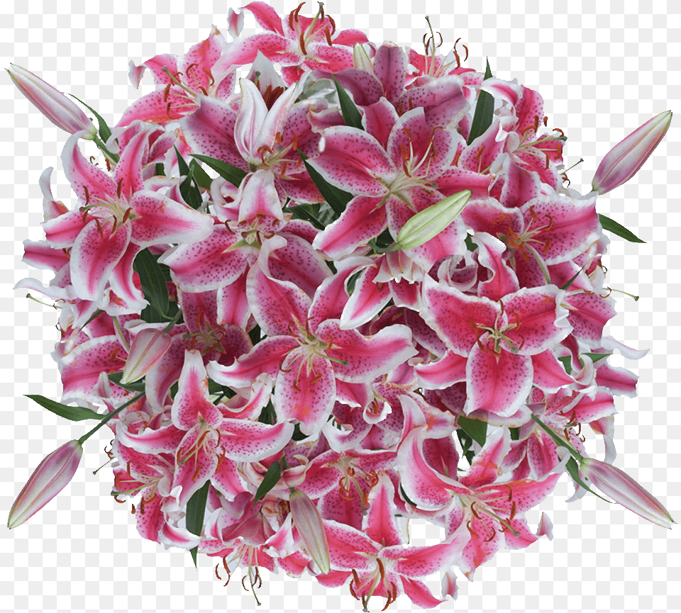 Stargazer Lilies Flowers Lowest Online Price Bouquet, Flower, Flower Arrangement, Flower Bouquet, Plant Free Png Download