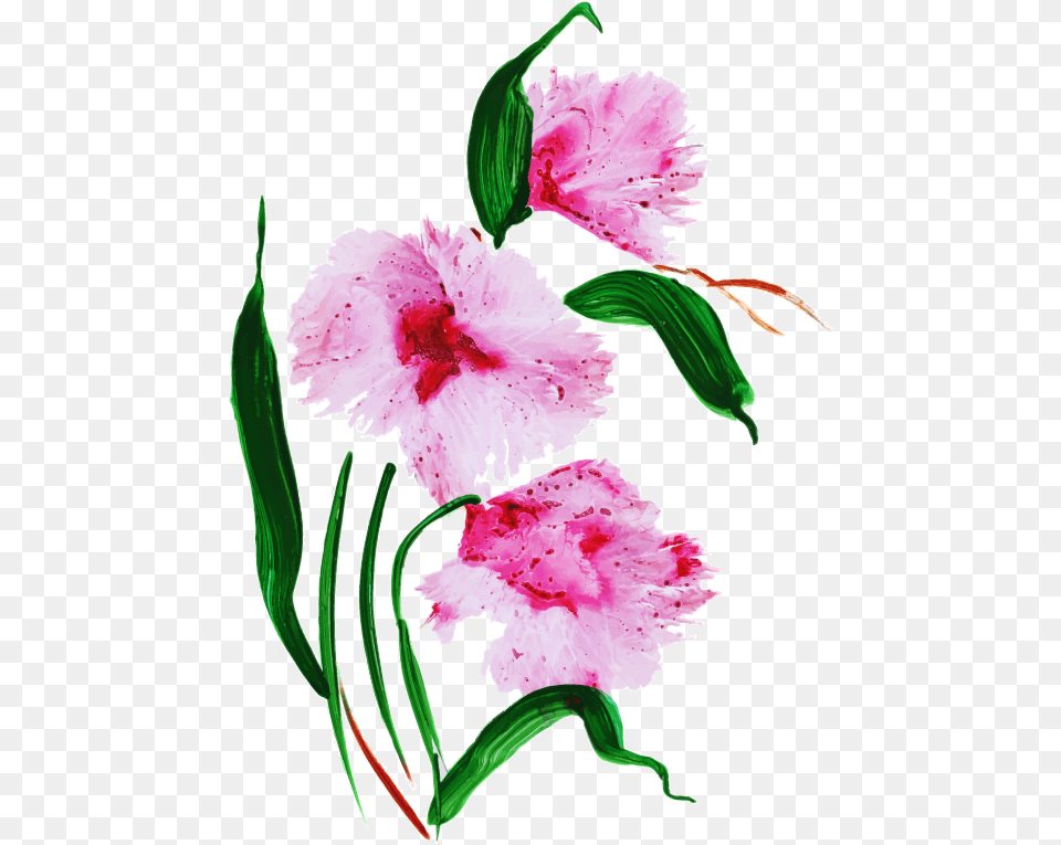 Stargazer Lily, Carnation, Flower, Plant Free Png