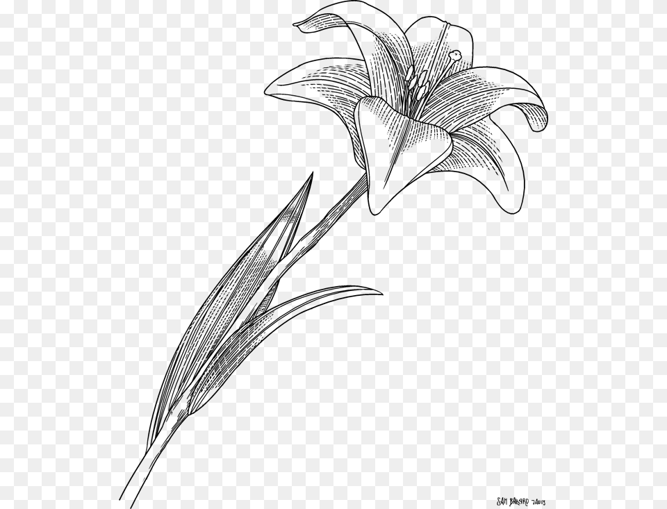 Stargazer Lily, Gray Free Png