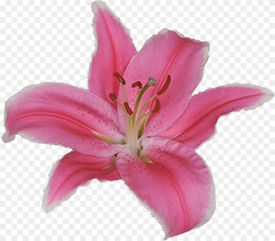 Stargazer Lily, Anther, Flower, Petal, Plant Png