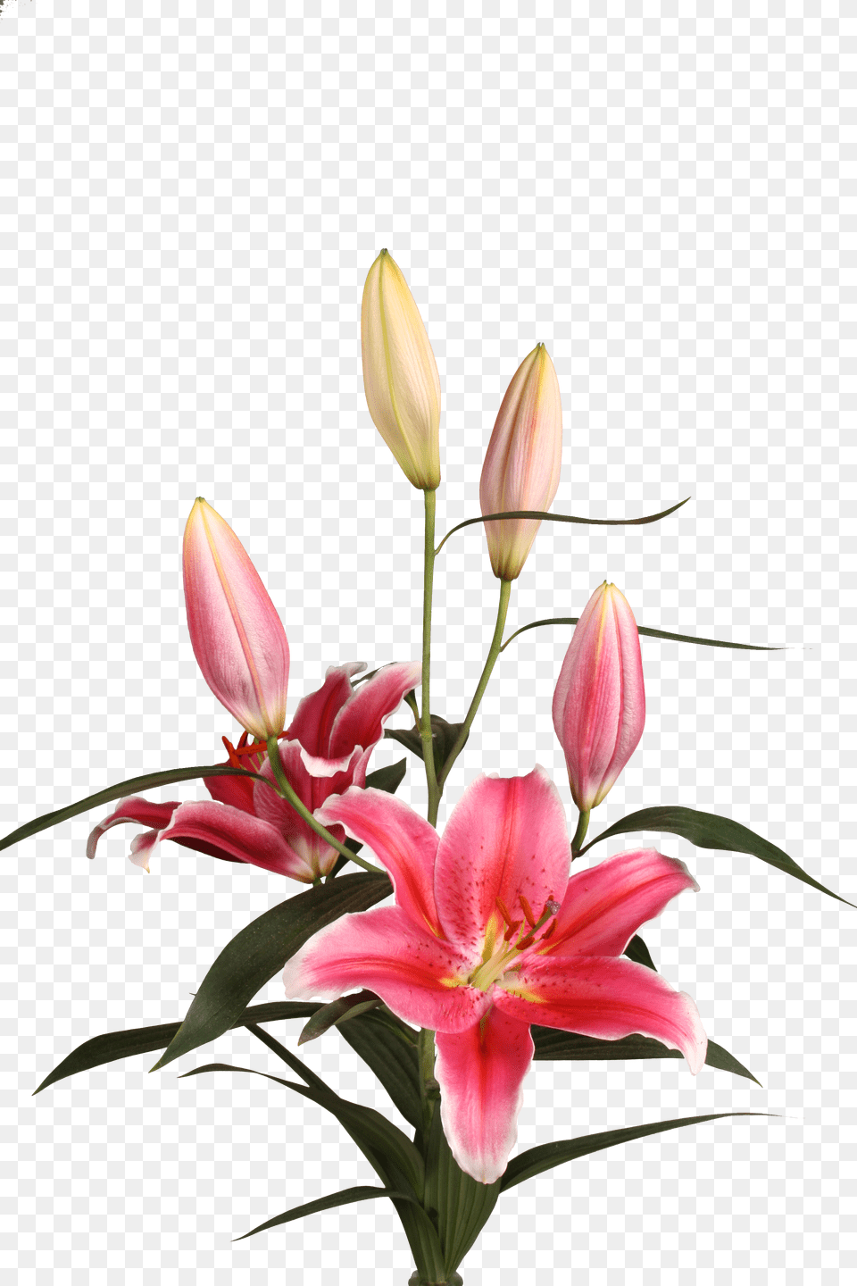 Stargazer Lily, Flower, Flower Arrangement, Plant, Petal Free Png