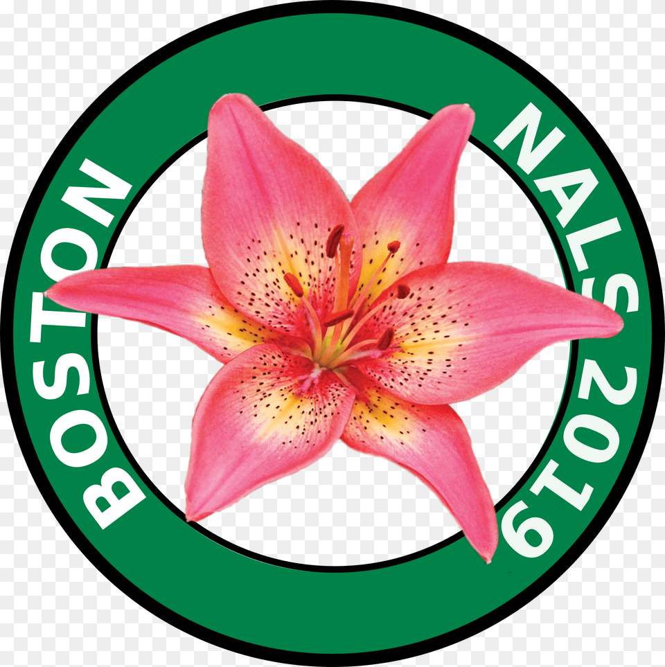 Stargazer Lily, Flower, Plant, Logo Free Png Download