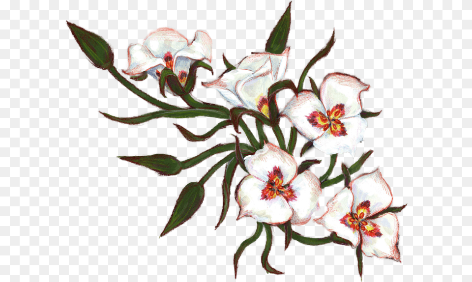 Stargazer Lily, Flower, Plant, Petal, Pattern Free Png